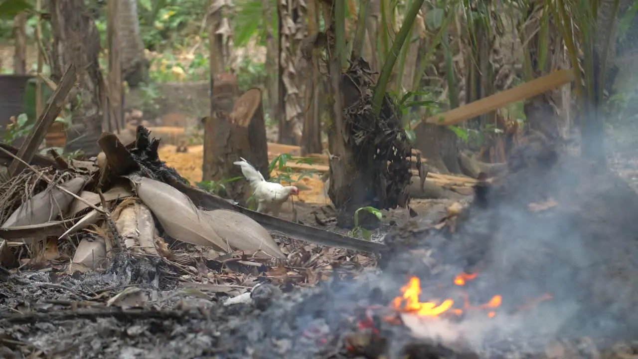 Chicken by a Small Bonfire