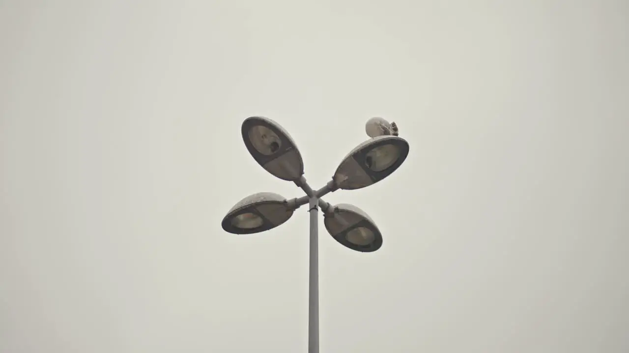 bird on top of city lamp