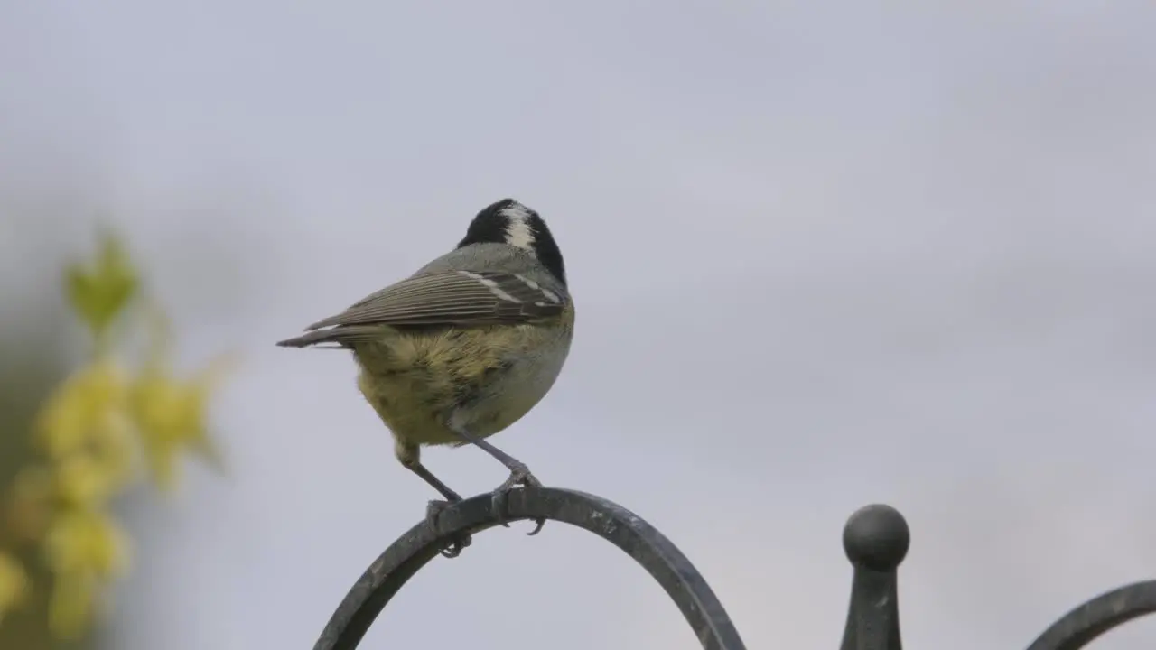 Coal Tit Small Song Bird Slow Motion