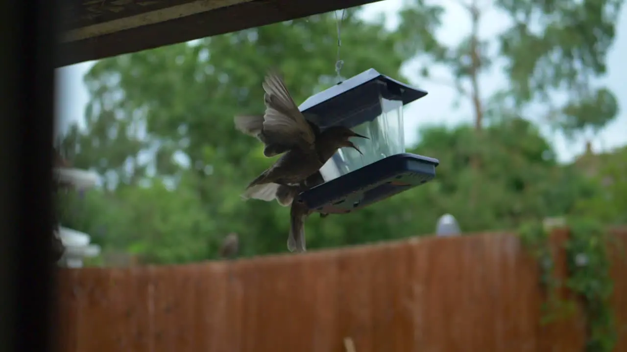 Starlings feeding and fighting in the early morning on hanging feeder box in super slow motion