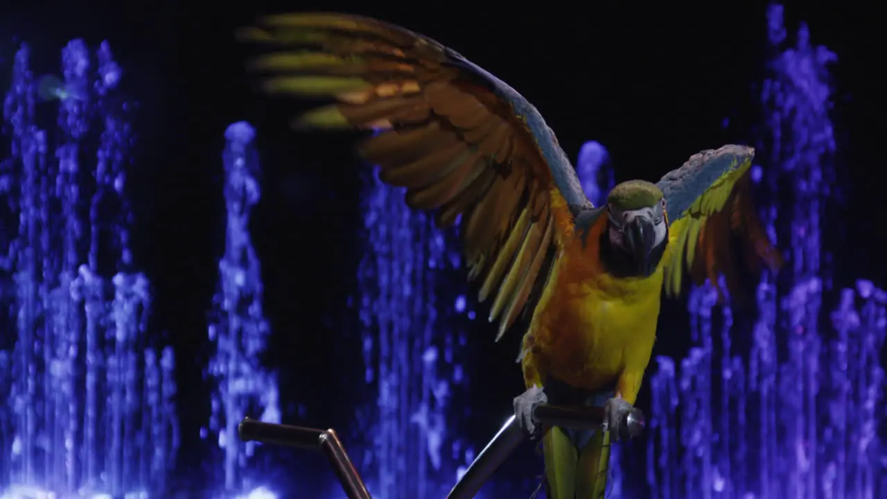 Macaw in the circus showing wings