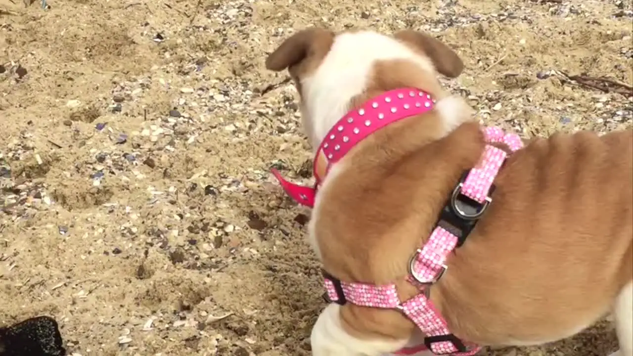 Bulldog puppy on a beach in slow motion