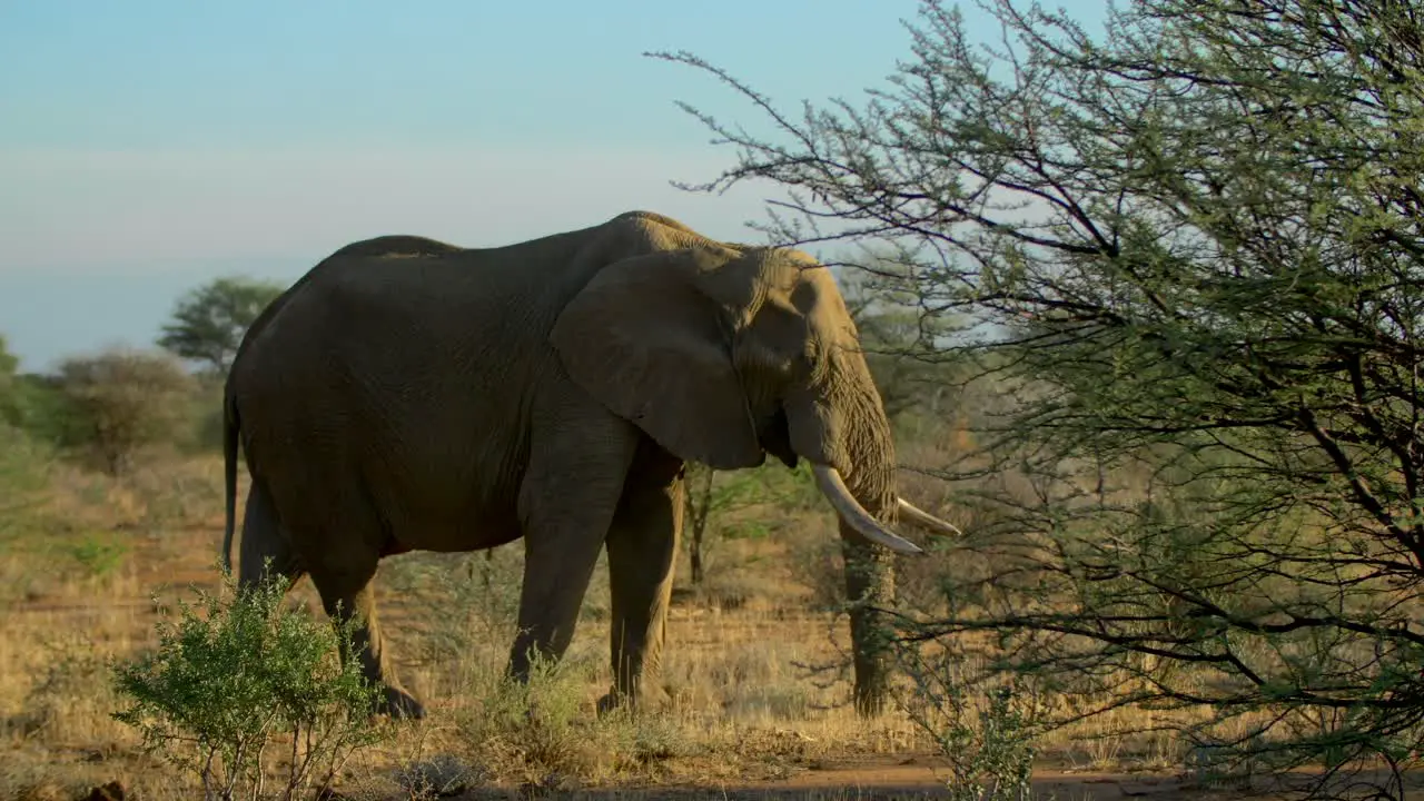 African Elephant Feeding in African savanna