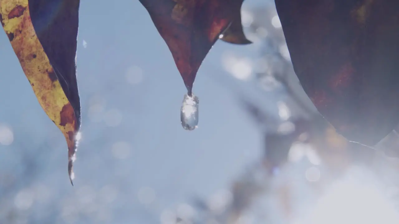 Water melting and dripping from leaf in slow motion