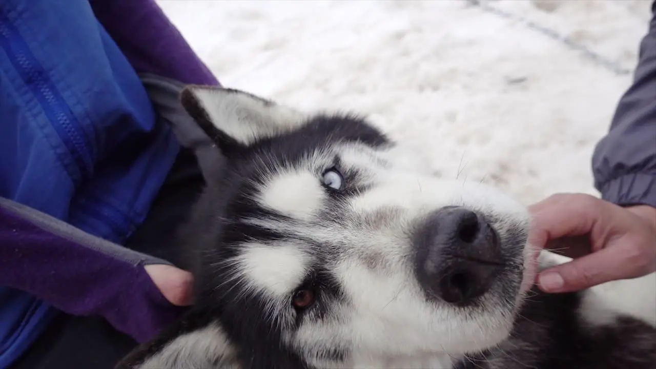 Rescue Husky who works as a sled dog enjoys pats while resting