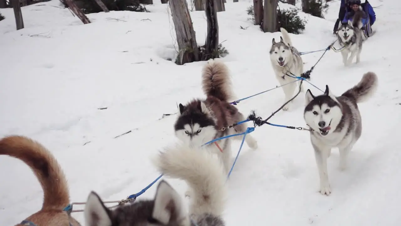 Mushing sled dogs rush towards camera in slow motion