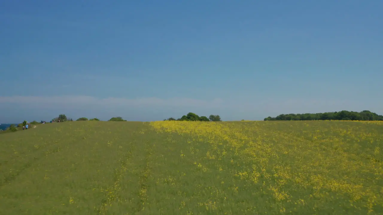 Flowery yellow spring field in German countryside landscape by Baltic sea coastline aerial drone flying backwards clear sky day