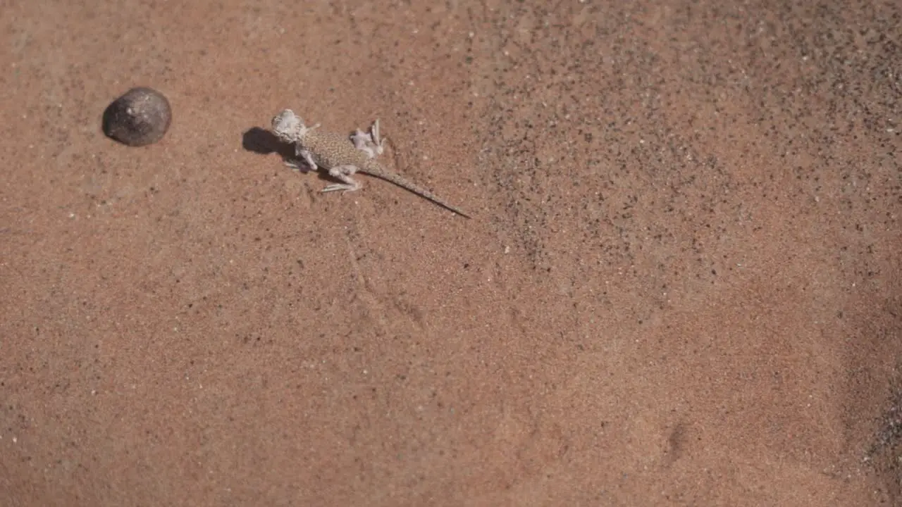 a lizard running in the desert slow motion