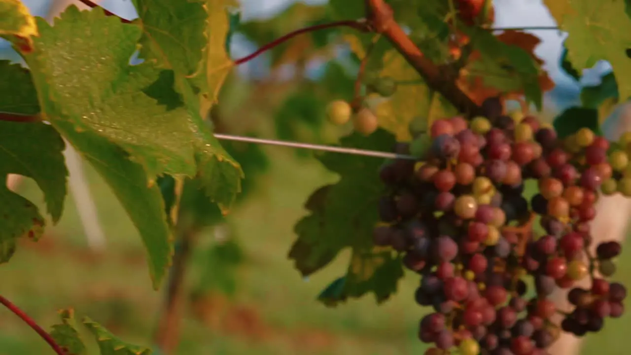 Winery Grapes still on the vine Slow Motion