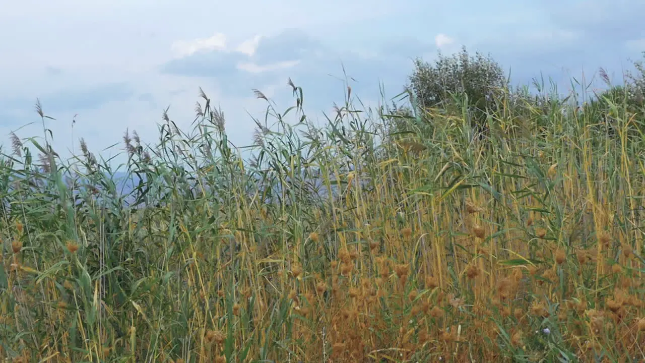 Scene with waving reeds