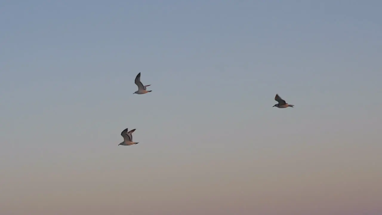 Flying seagulls against sky in the evening