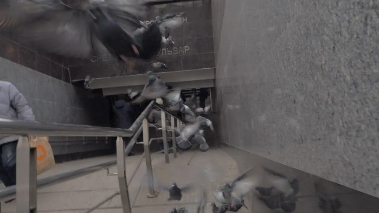 Flock of pigeons flying away from subway entry stairs Moscow Russia