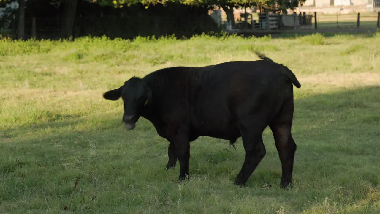 Black cow on a ranch in Clovis CA USA