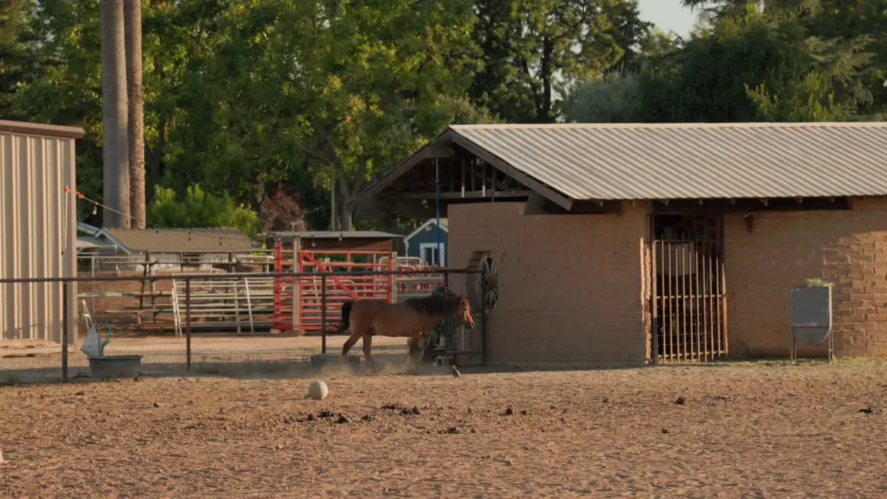 Brown horses on a ranch in Clovis CA USA