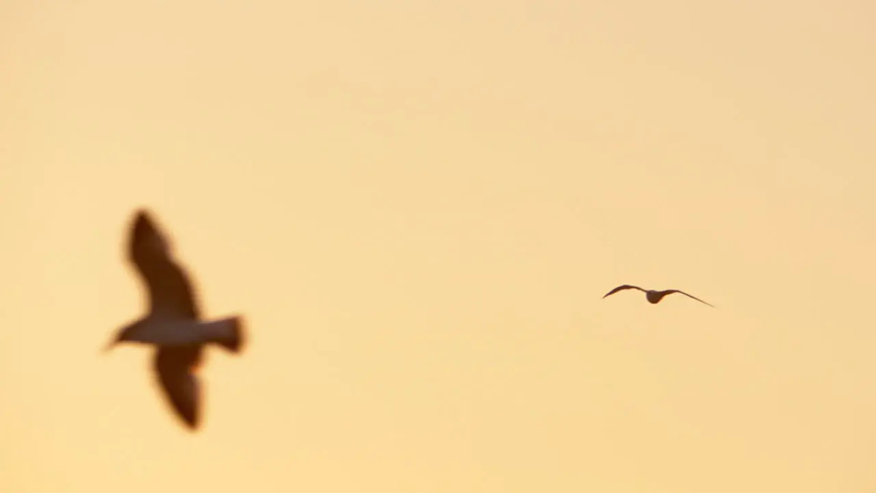 Seagull sailing in evening sky