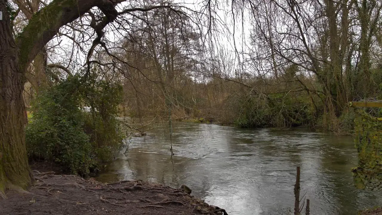 Slow Tracking Shot of Tree by River