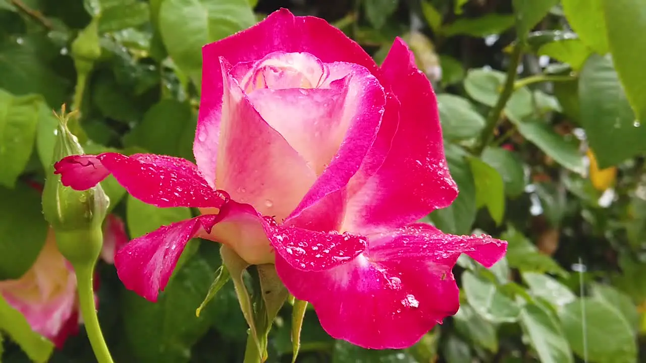 Slow motion footage of rain drops falling on a single rose