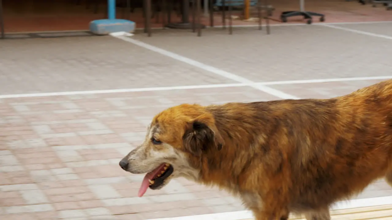 Stray dog walking along the street