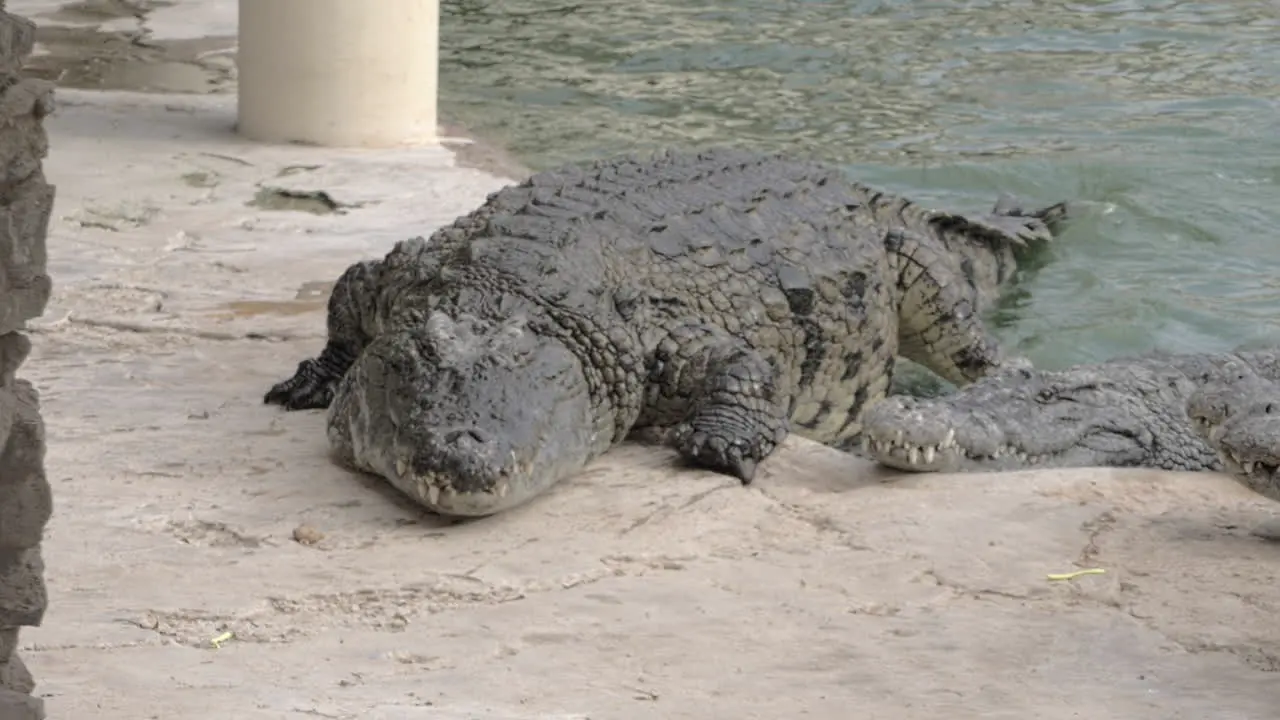 Large crocodile leaving water