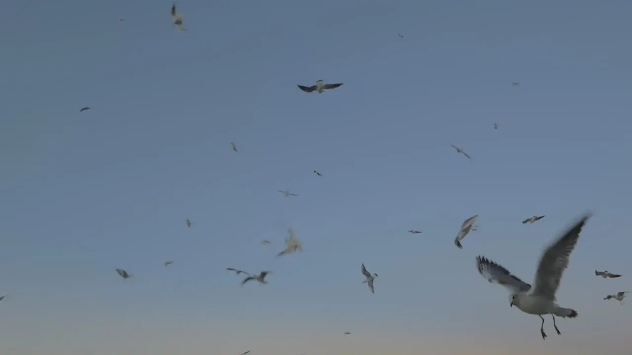 Flying seagulls against evening sky