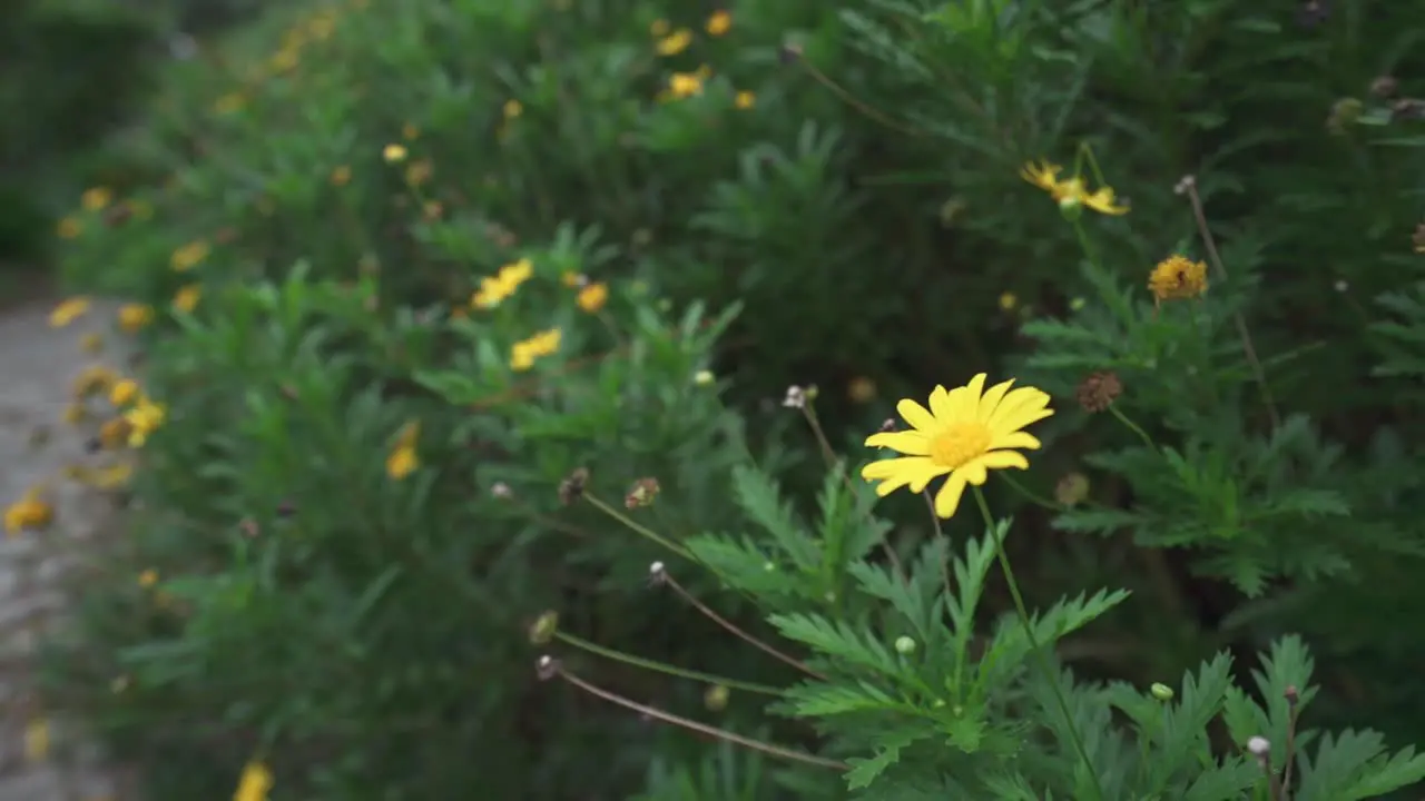 Many yellow flowers in garden