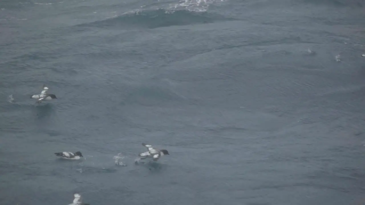 Bird running on water in ultra slow motion