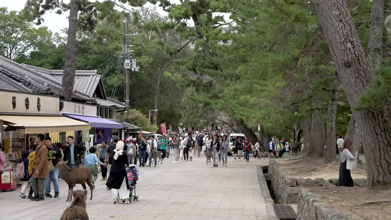 Tourists And Deer Along Path At Nara Park