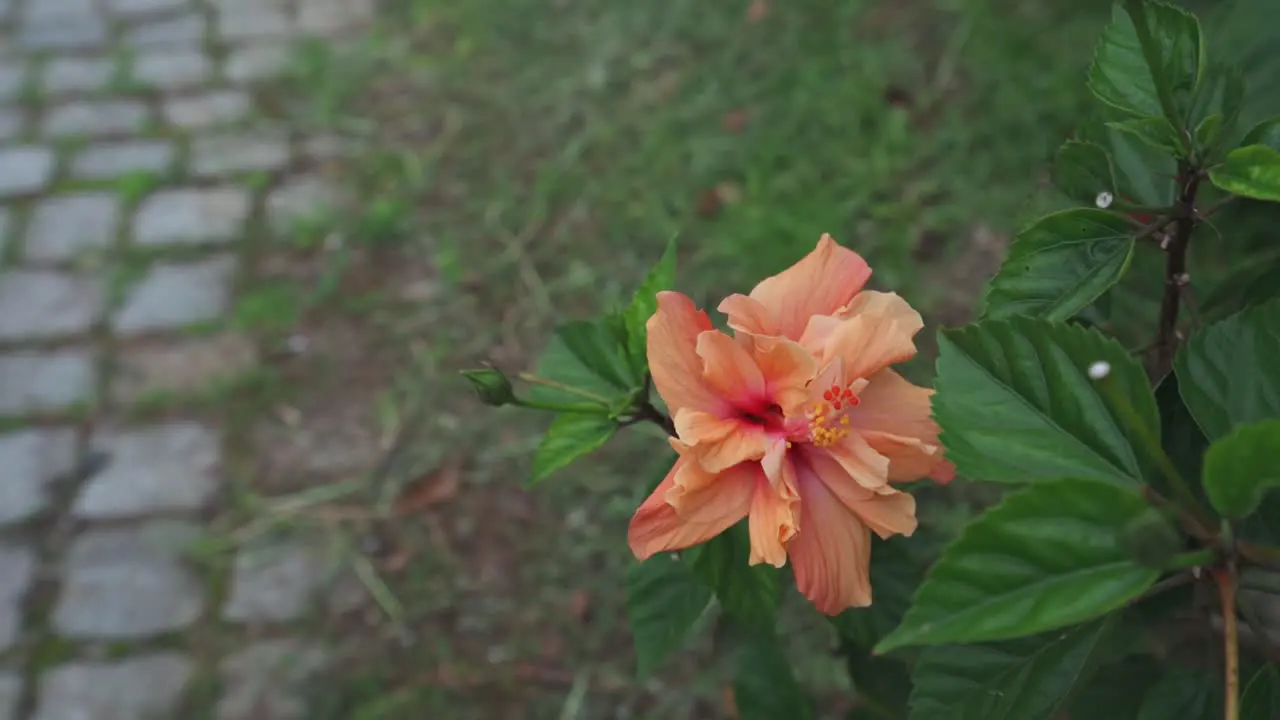 A orange hibiscus flower in garden