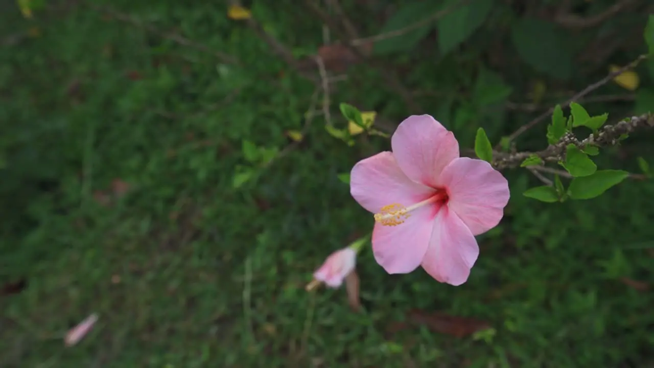 A pink hibiscus flower in garden