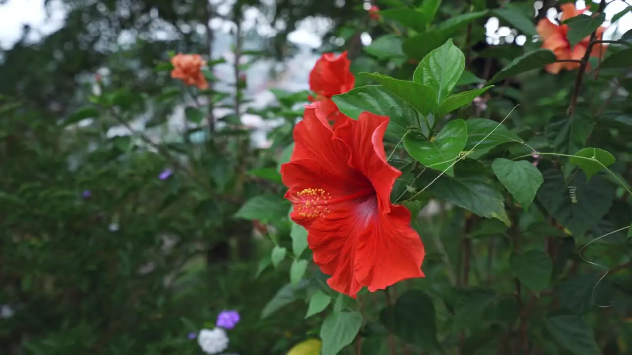 A red hibiscus flower in garden