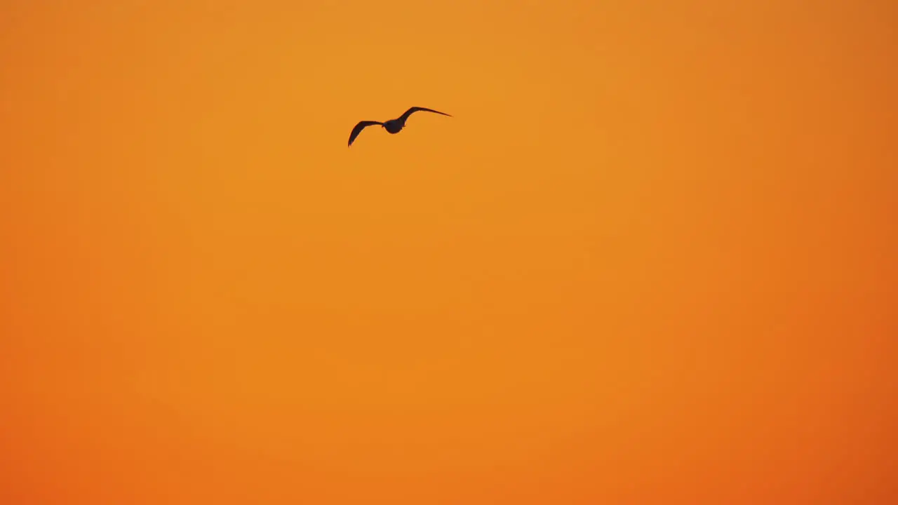 Several seagulls flying in sunset sky