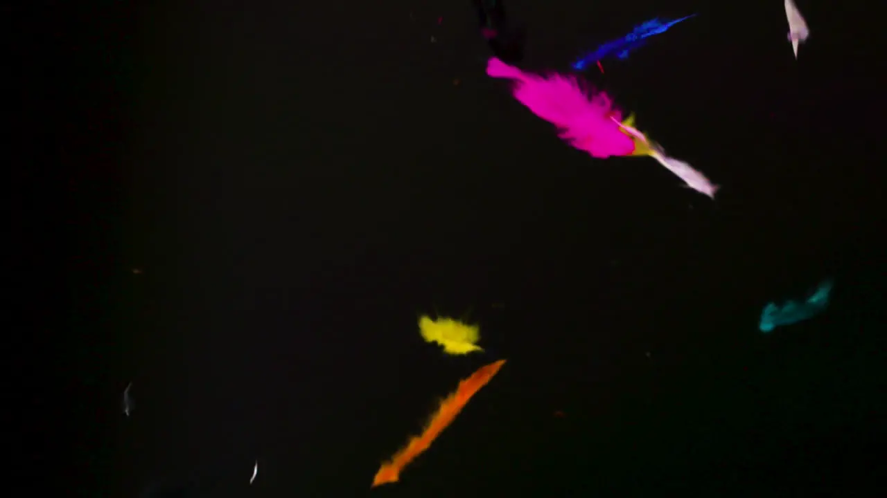 Fluffy colorful bird feathers floating down from the sky in slow motion