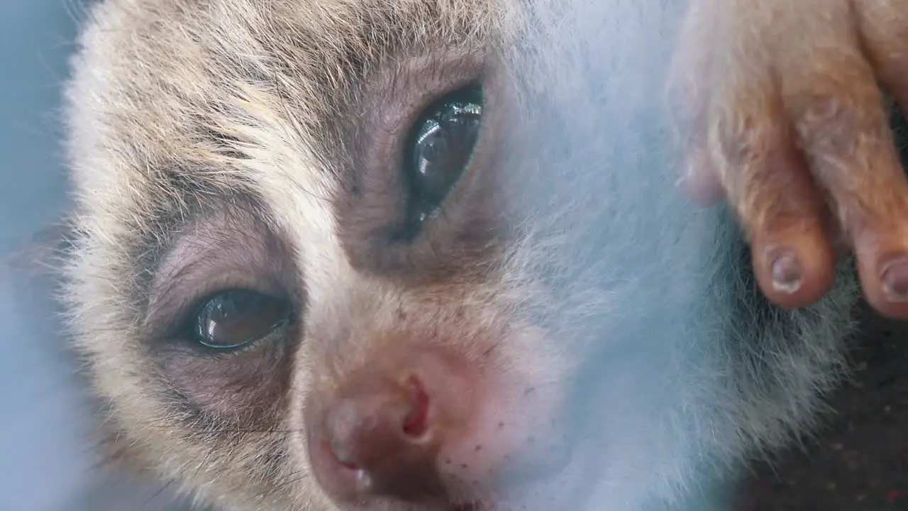 Close Zoom Out of Sleepy Slow Loris in a Cage