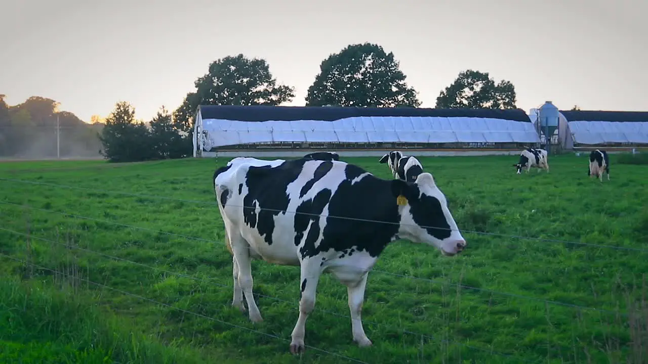 cow walking farm slow motion slider shot Dairy Meat Industry