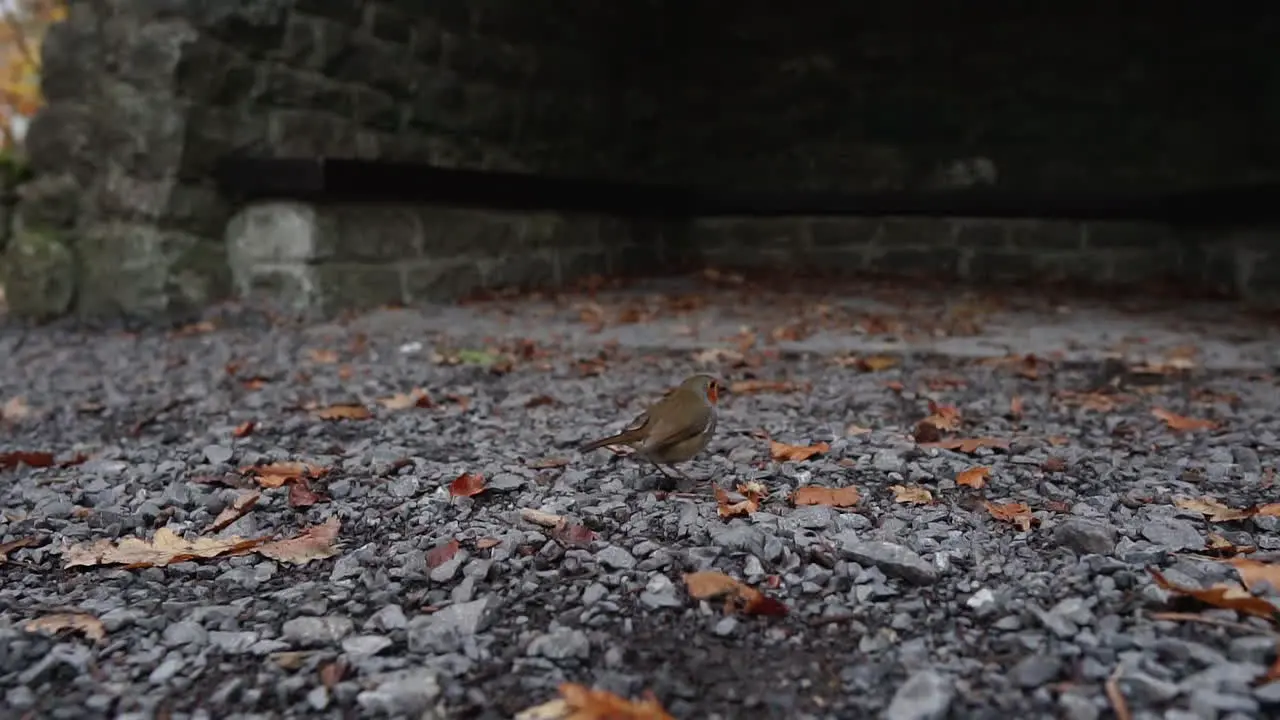 Close up slowmo of European robin bird eating a worm from the ground