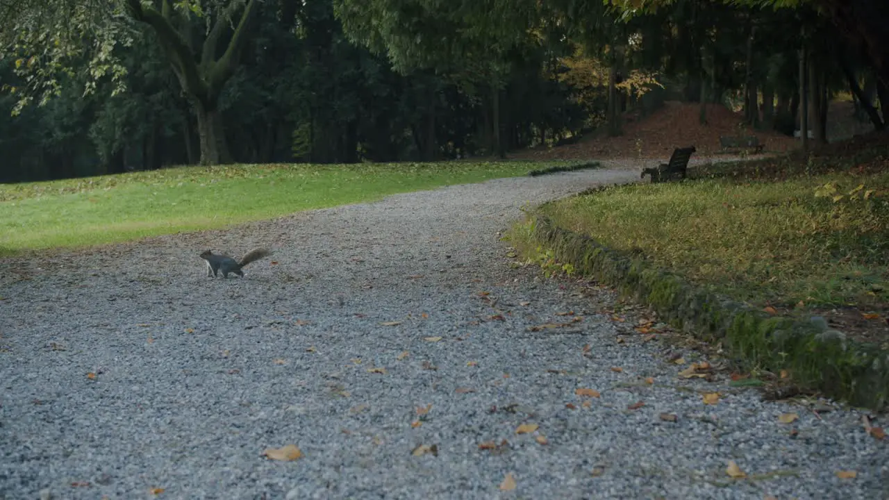 A squirrel crosses the road in the middle of a park