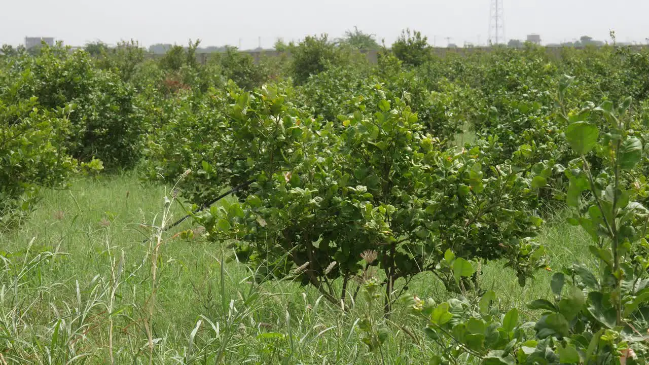 Butterflies Frying Around Plantation Growing Pomelo's In Sindh Pakistan