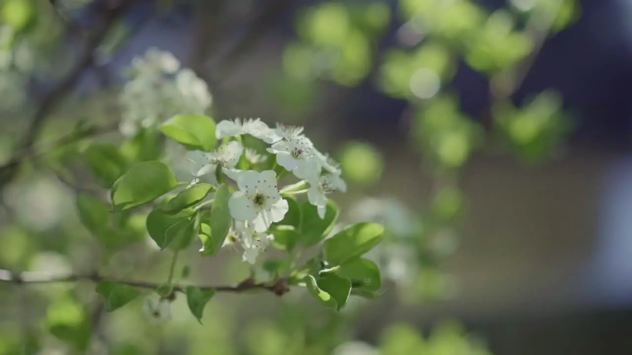 White blossom on fruit tree blowing in the breeze with green foliage in the background