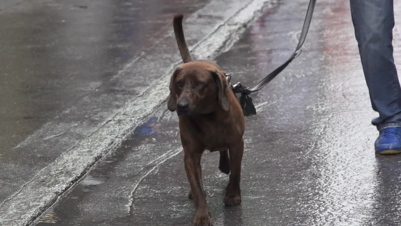 Man Walking Dog In Street On Leash In Slow Motion