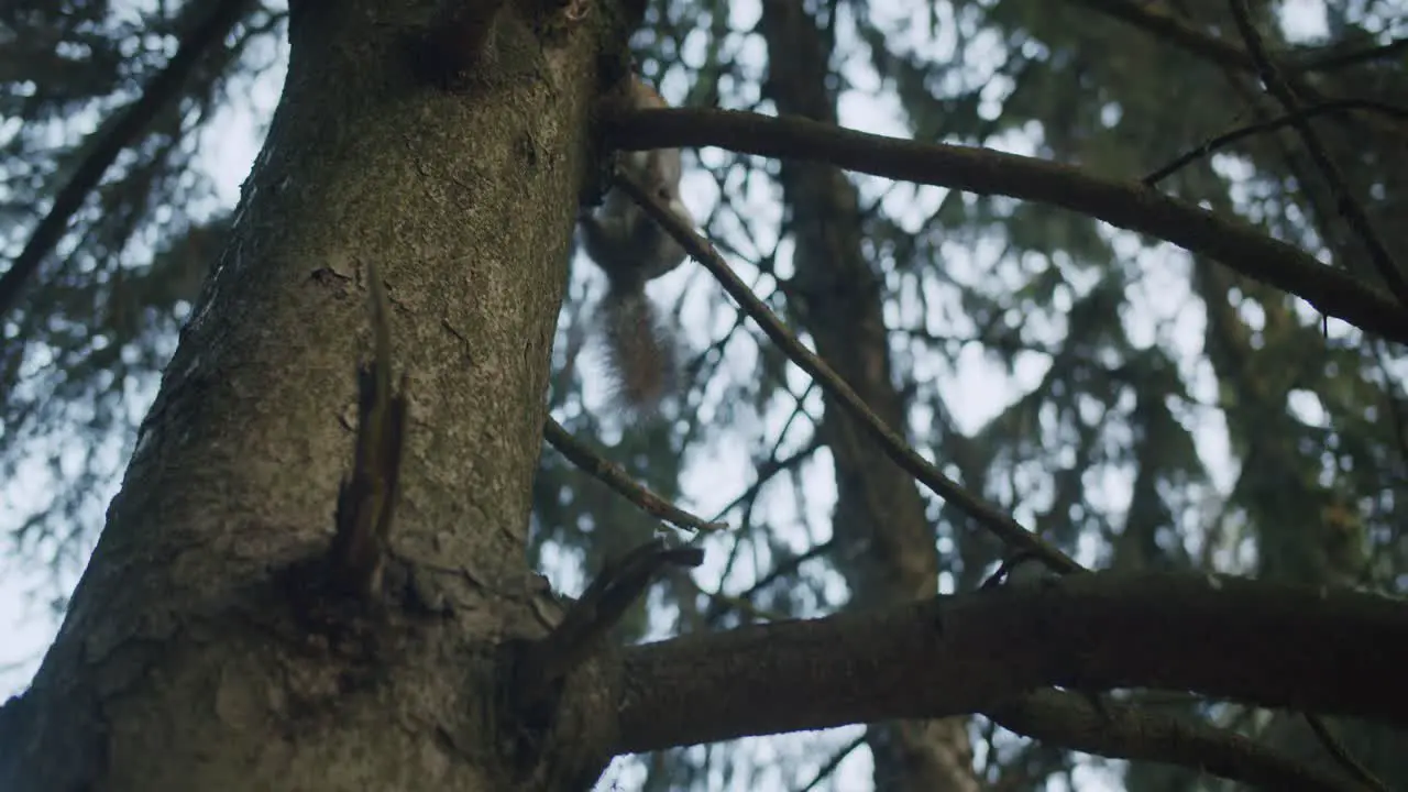 A scared squirrel runs away from the camera