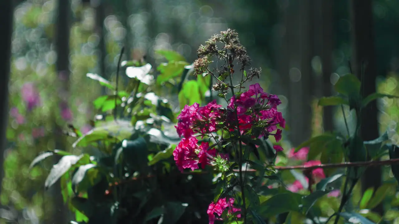 Static slow motion shot of purple flowers with a blurry garden background