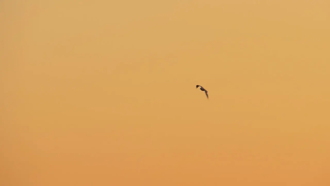 Flying seagull in evening sky