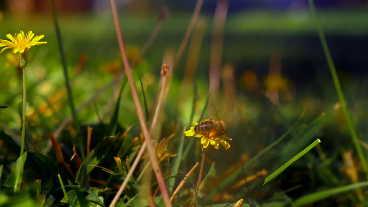 Bee gathering pollen on yellow dandelions