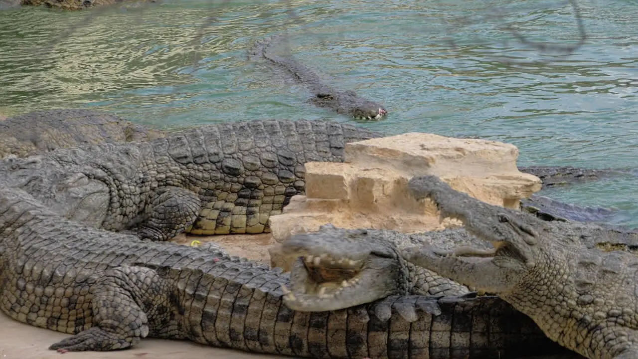 Crocodiles at the zoo Reptiles swimming and getting food