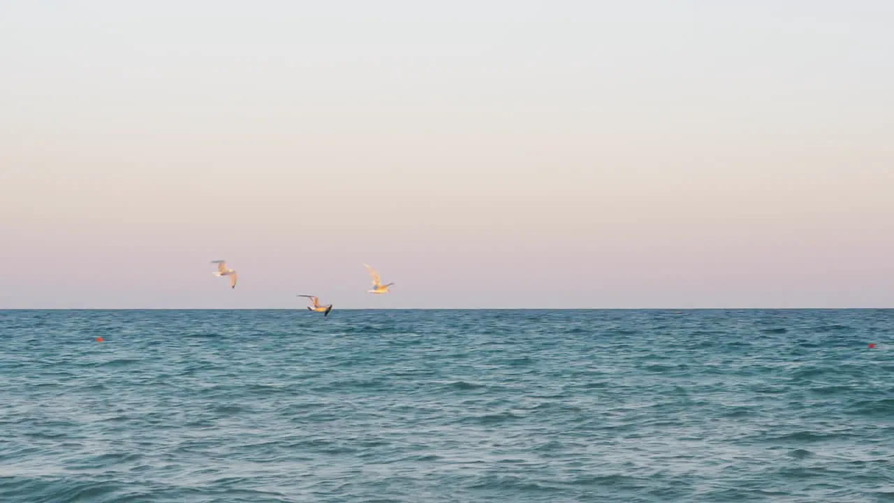 Seagulls flying over the sea at sunset