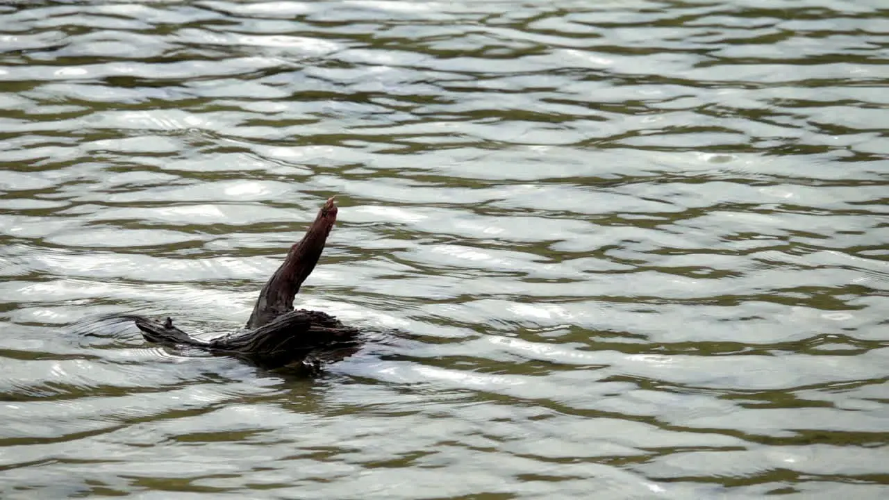 Waves on a pond surface move in slow motion surrounding a piece of driftwood