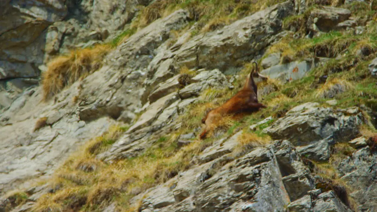 A chamois is climbing up a rocky hillside in slow motion