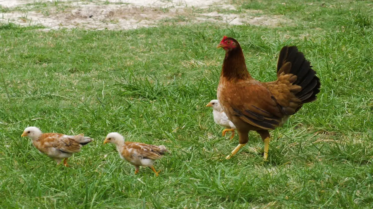 Chicken with baby chicks running around in the grass