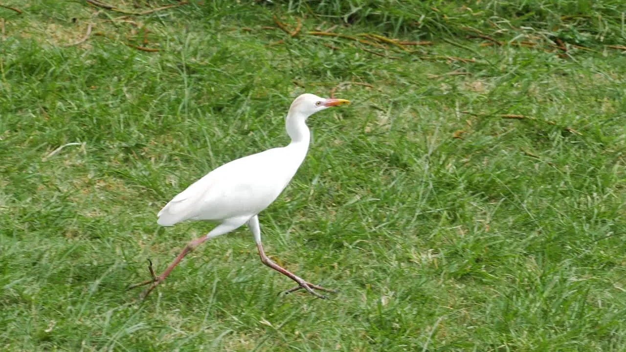 Small stork or some other bird running in the grass