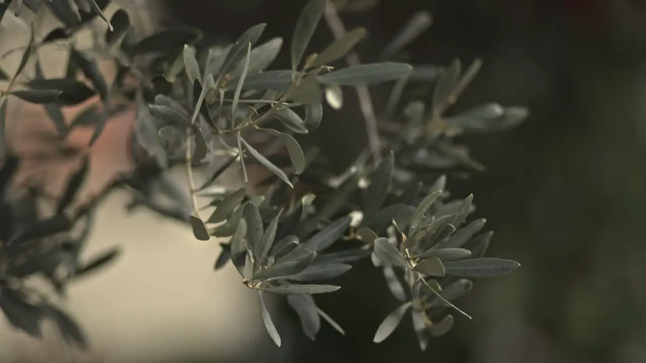 olive branch swinging in the wind